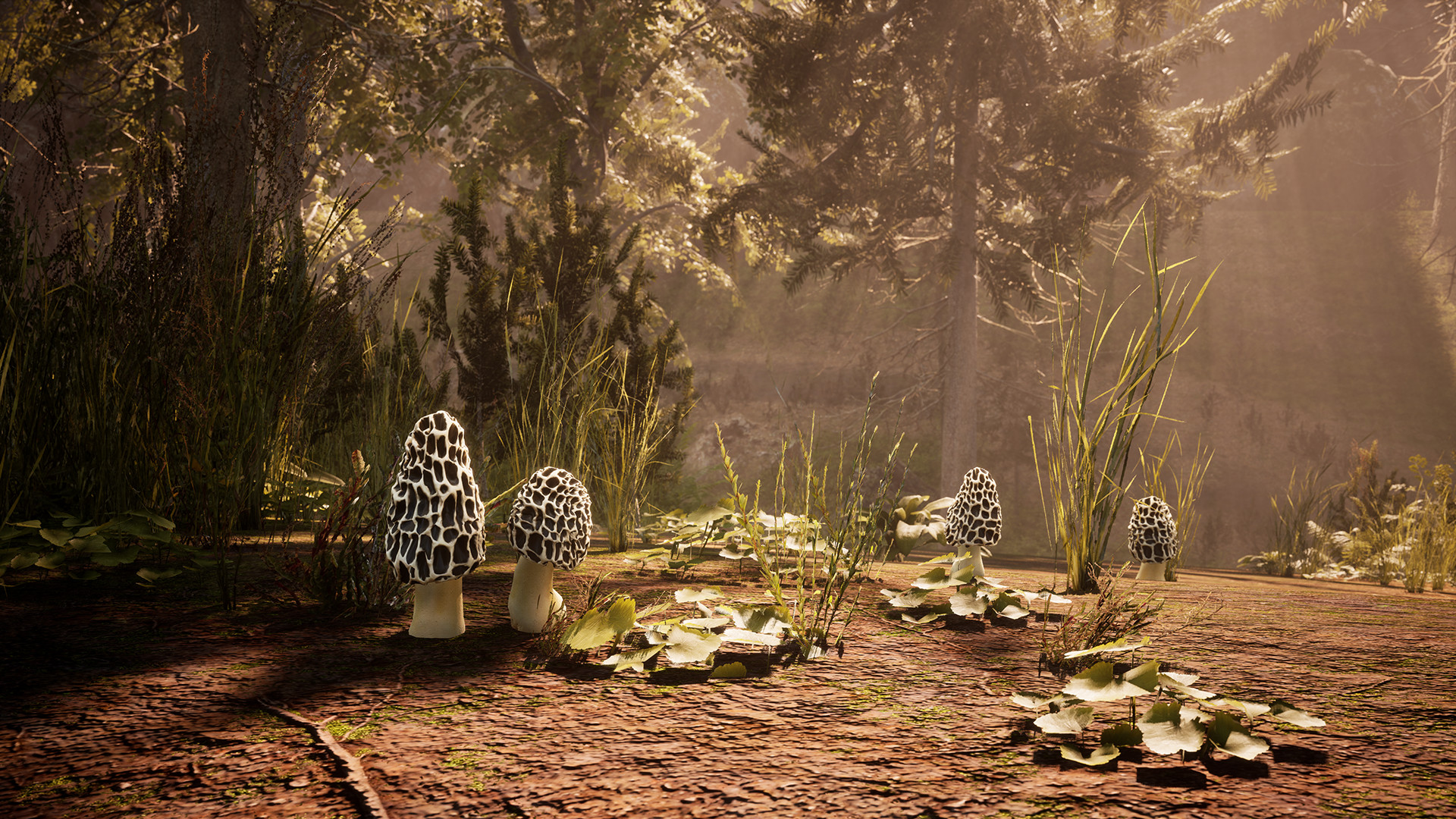 羊肚菌：狩猎/Morels: The Hunt_0